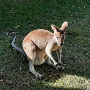 Macropus parryi at Rewan, QLD - 30 Jun 2024