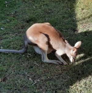 Macropus parryi at Rewan, QLD - 30 Jun 2024 03:08 PM