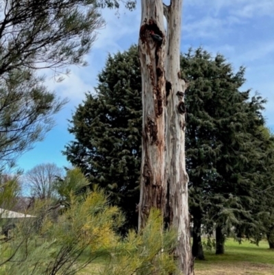 Callocephalon fimbriatum (Gang-gang Cockatoo) at Red Hill to Yarralumla Creek - 30 Jun 2024 by MichaelMulvaney