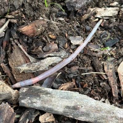 Oligochaeta (class) (Unidentified earthworm) at Kangaroo Valley, NSW - 1 Jul 2024 by lbradley