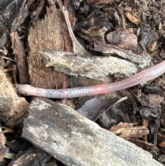 Oligochaeta (class) at Kangaroo Valley, NSW - suppressed