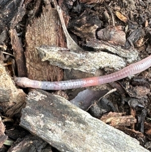 Oligochaeta (class) at Kangaroo Valley, NSW - suppressed