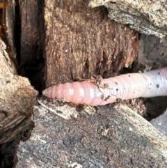 Oligochaeta (class) at Kangaroo Valley, NSW - suppressed