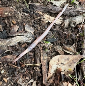 Oligochaeta (class) at Kangaroo Valley, NSW - suppressed