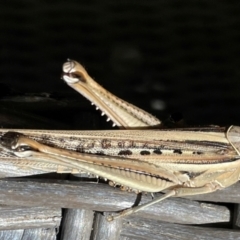 Austracris guttulosa (Spur-throated Locust) at Banks, ACT - 1 Jul 2024 by UserfaKgHkxs