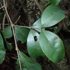 Cyclophyllum longipetalum at Budderoo National Park - 1 Jul 2024 by plants