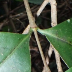 Cyclophyllum longipetalum at suppressed - 1 Jul 2024