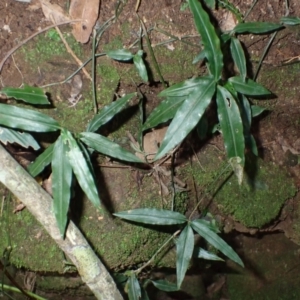 Aneilema acuminatum at Budderoo National Park - 1 Jul 2024 02:07 PM