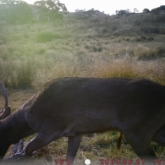 Dama dama (Fallow Deer) at Rob Roy Range - 21 Jun 2024 by Shazw