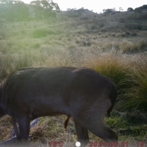 Dama dama at Rob Roy Range - 21 Jun 2024