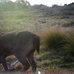 Dama dama at Rob Roy Range - 21 Jun 2024