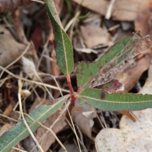 Brachychiton populneus at Wodonga - 29 Jun 2024