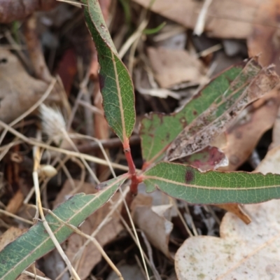 Brachychiton populneus (Kurrajong) at Wodonga - 29 Jun 2024 by KylieWaldon