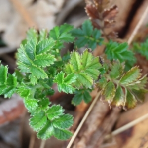 Acaena sp. at Felltimber Creek NCR - 29 Jun 2024