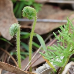 Cheilanthes austrotenuifolia (Rock Fern) at West Wodonga, VIC - 29 Jun 2024 by KylieWaldon