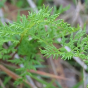 Cheilanthes austrotenuifolia at West Wodonga, VIC - 29 Jun 2024