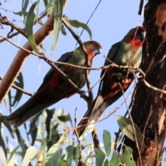 Platycercus elegans (Crimson Rosella) at Wodonga - 28 Jun 2024 by KylieWaldon