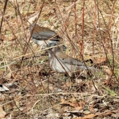 Colluricincla harmonica (Grey Shrikethrush) at Wodonga - 29 Jun 2024 by KylieWaldon