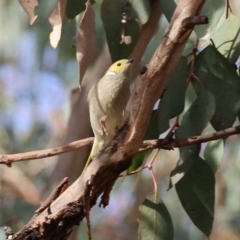 Ptilotula penicillata (White-plumed Honeyeater) at Wodonga - 28 Jun 2024 by KylieWaldon