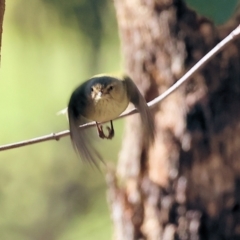 Smicrornis brevirostris (Weebill) at Wodonga - 30 Jun 2024 by KylieWaldon