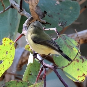 Smicrornis brevirostris at Wodonga - 30 Jun 2024