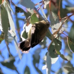 Smicrornis brevirostris at Wodonga - 30 Jun 2024