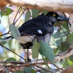 Strepera graculina (Pied Currawong) at Federation Hill - 30 Jun 2024 by KylieWaldon