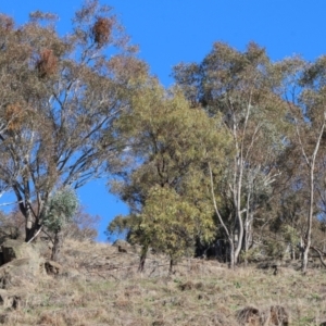 Strepera graculina at Federation Hill - 30 Jun 2024