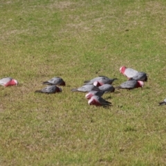 Eolophus roseicapilla (Galah) at Wodonga - 30 Jun 2024 by KylieWaldon