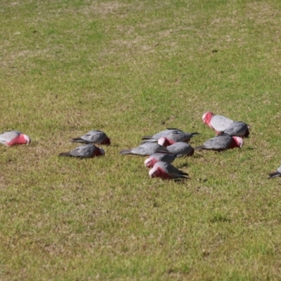 Eolophus roseicapilla (Galah) at Federation Hill - 30 Jun 2024 by KylieWaldon