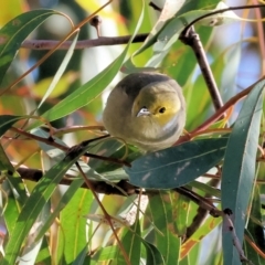 Ptilotula penicillata (White-plumed Honeyeater) at Albury - 30 Jun 2024 by KylieWaldon