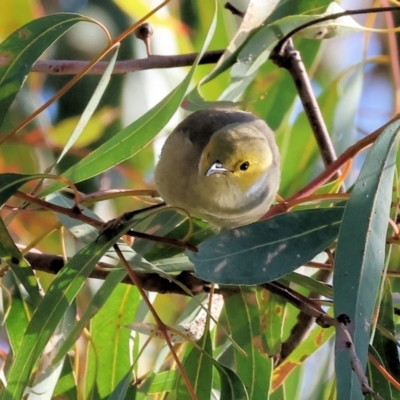 Ptilotula penicillata (White-plumed Honeyeater) at Albury - 30 Jun 2024 by KylieWaldon