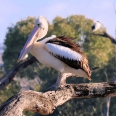 Pelecanus conspicillatus (Australian Pelican) at Horseshoe Lagoon and West Albury Wetlands - 1 Jul 2024 by KylieWaldon