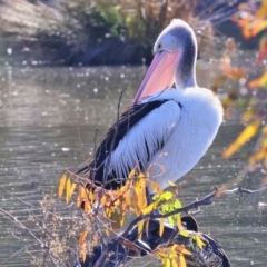 Pelecanus conspicillatus at Albury - 1 Jul 2024