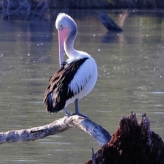 Pelecanus conspicillatus at Albury - 1 Jul 2024 09:51 AM