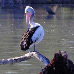 Pelecanus conspicillatus at Albury - 1 Jul 2024 09:51 AM