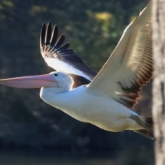 Pelecanus conspicillatus at Albury - 1 Jul 2024