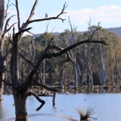 Pelecanus conspicillatus at Albury - 1 Jul 2024