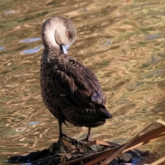 Anas gracilis (Grey Teal) at Albury - 30 Jun 2024 by KylieWaldon