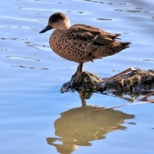 Anas gracilis at Horseshoe Lagoon and West Albury Wetlands - 1 Jul 2024 09:52 AM