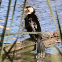 Microcarbo melanoleucos (Little Pied Cormorant) at Albury - 30 Jun 2024 by KylieWaldon