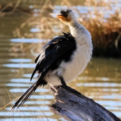 Microcarbo melanoleucos at Horseshoe Lagoon and West Albury Wetlands - 1 Jul 2024 09:47 AM