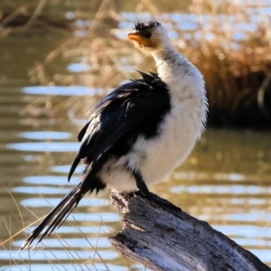 Microcarbo melanoleucos at Horseshoe Lagoon and West Albury Wetlands - 1 Jul 2024