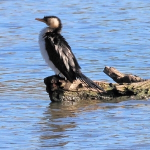 Microcarbo melanoleucos at Horseshoe Lagoon and West Albury Wetlands - 1 Jul 2024 09:47 AM