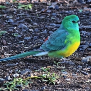 Psephotus haematonotus at Horseshoe Lagoon and West Albury Wetlands - 1 Jul 2024