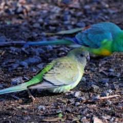 Psephotus haematonotus at Horseshoe Lagoon and West Albury Wetlands - 1 Jul 2024