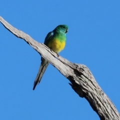 Psephotus haematonotus at Horseshoe Lagoon and West Albury Wetlands - 1 Jul 2024 09:48 AM
