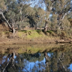 Psephotus haematonotus at Horseshoe Lagoon and West Albury Wetlands - 1 Jul 2024