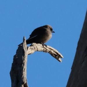 Artamus cyanopterus at Horseshoe Lagoon and West Albury Wetlands - 1 Jul 2024