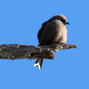 Artamus cyanopterus at Horseshoe Lagoon and West Albury Wetlands - 1 Jul 2024